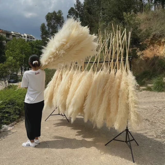 Elegant Collection | Dried Pampas Grass for Home Decor with Luxurious Plumes | Set of 4 Stems for Timeless Style