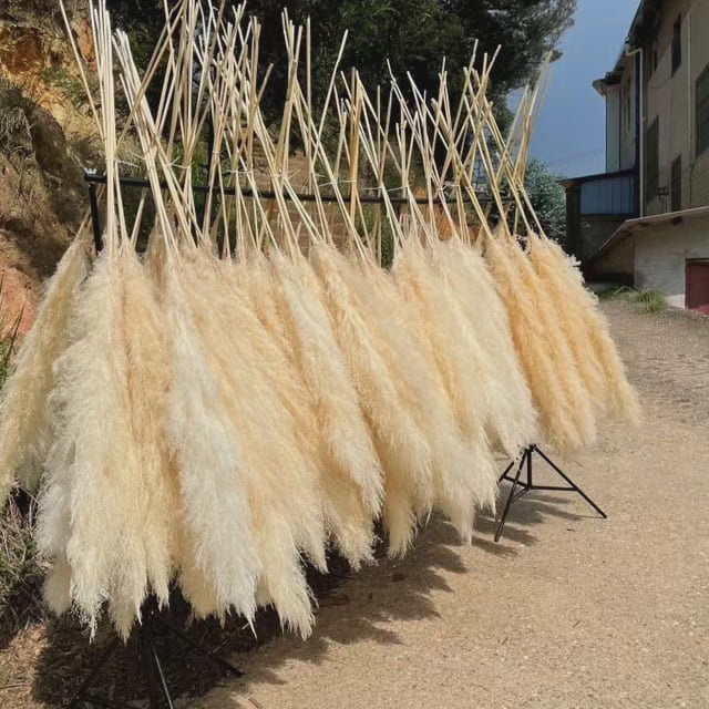 Elegant Collection | Dried Pampas Grass for Home Decor with Luxurious Plumes | Set of 4 Stems for Timeless Style
