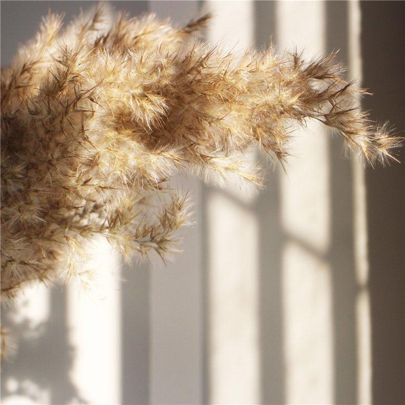 Elegant Dried Flower Bouquet | Natural Pampas Grass with Fluffy Feathers | Long-Lasting Home Decor for Modern Spaces